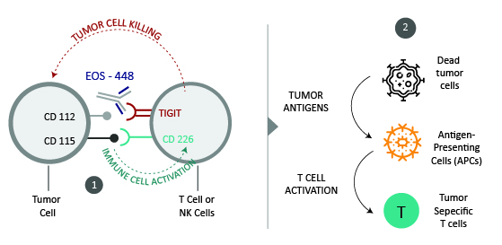 t-cell-immunoglobulin-and-itim-domain-tigit-mechanism-of-action-tigit-has-been-reported-to-inhibit-t-cells-and-natural-killer-nk-cells-via-several-mechanisms