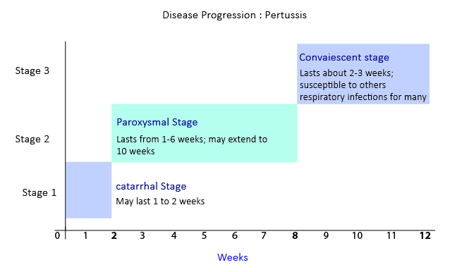 stages-of-pertussis