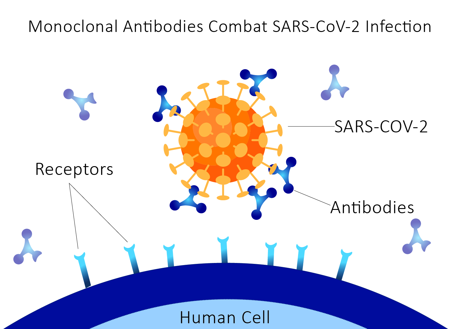 Monoclonal-Antibodies-Combat-SARS-CoV-2-Infection