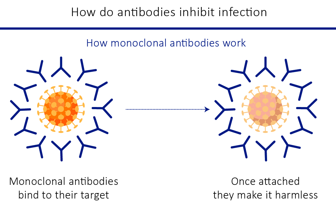 antibodies-inhibit-infection